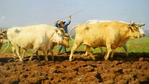 Rosa bonheur labourage